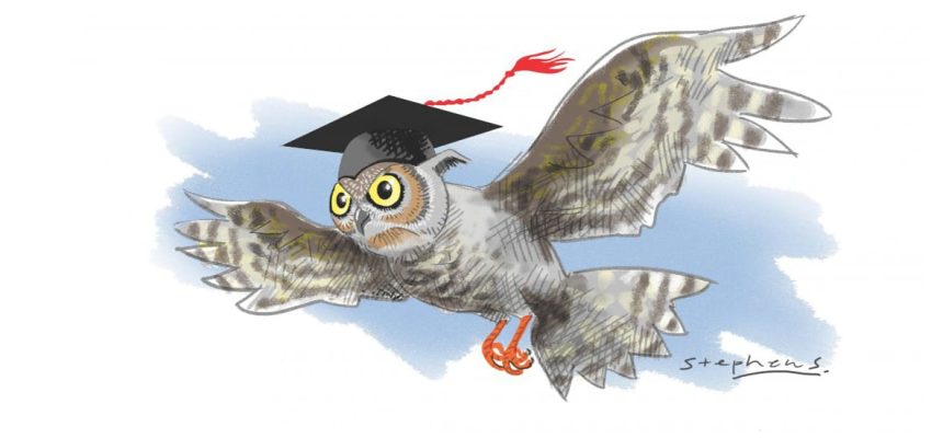 coruja de minerva coruja de minerva