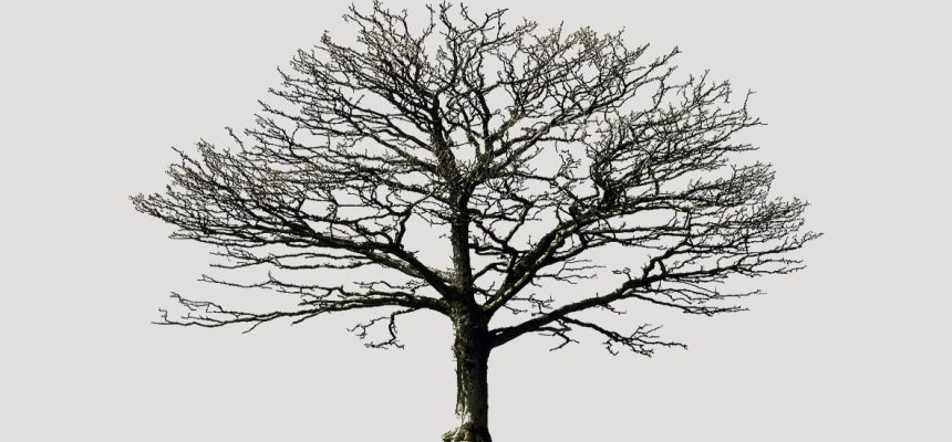 árvores 4 árvores 4